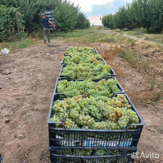 Виноград на вино