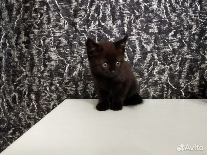 Отдам котёнка в добрые руки