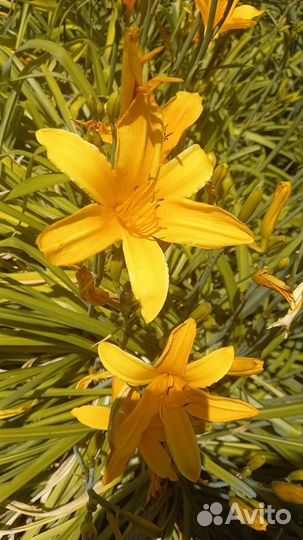 Лилейник (кустами)