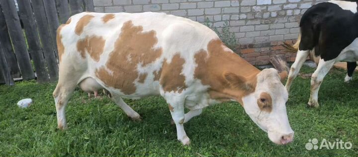 Корова дойная