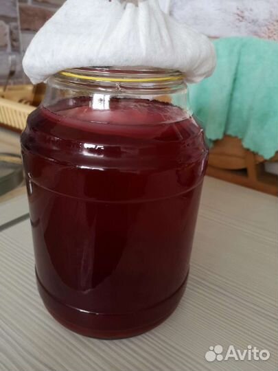 Чайный гриб