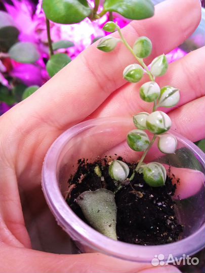 Крестовик Роули Вариагатный и другие