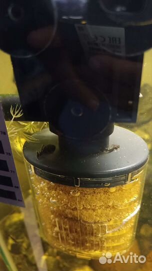 Креветки вишня