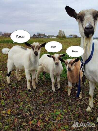 Альпийские козлята