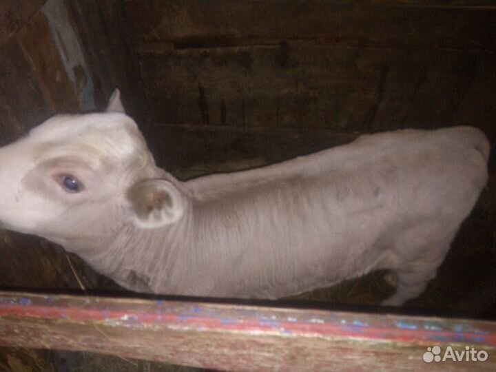 Тёлки разных возрастов