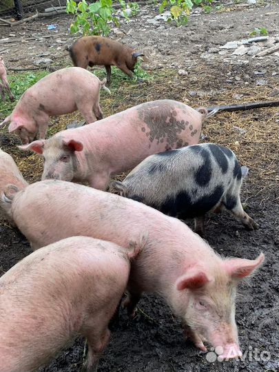 Поросята