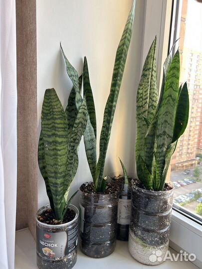 Сансевиерия