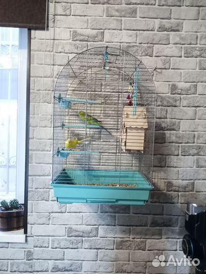 Клетка с попугаями