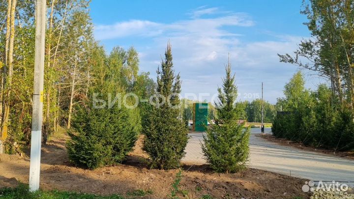 Ель обыкновенная саженцы