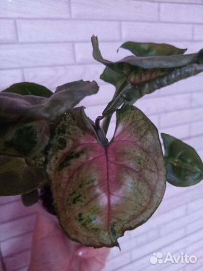 Сингониум Тиффани