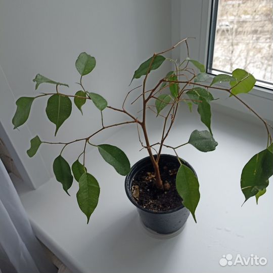 Фикус бенджамина