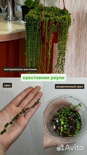 Крестовник, каланхоэ, седум буррито, оттона