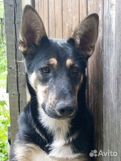 Пристраивается пёс