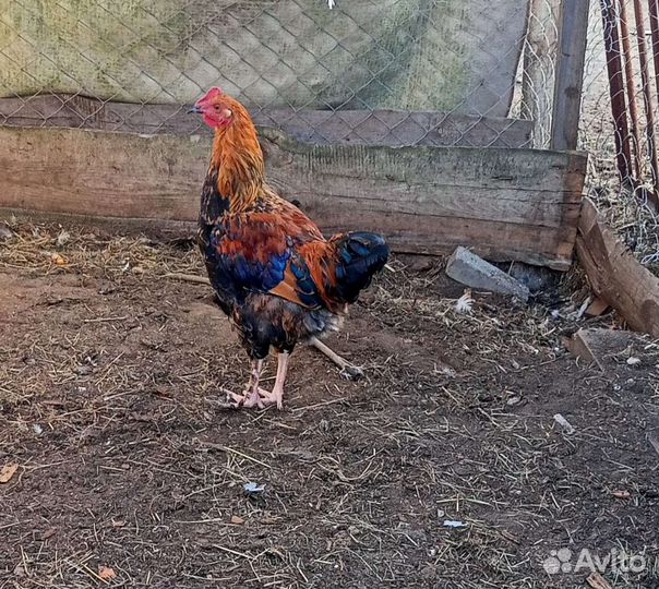 Петухи молодые