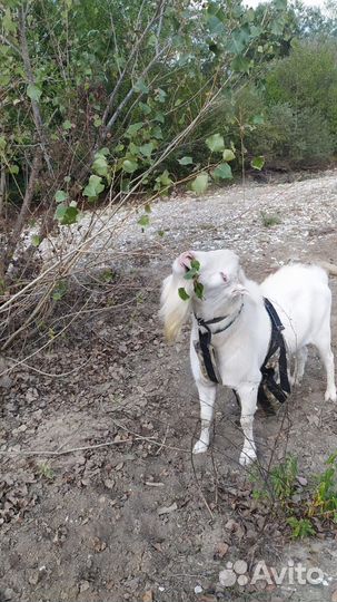 Козел-ламанча для вязки