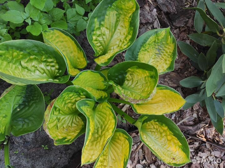 Хоста цветы