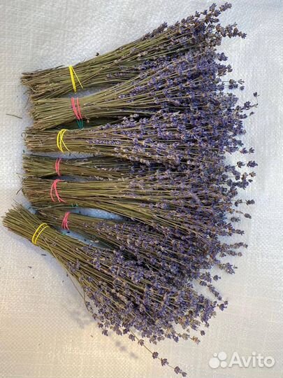 Лаванда крымская
