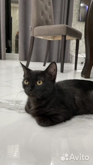 Кошка в добрые руки