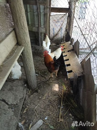 Куры несушки