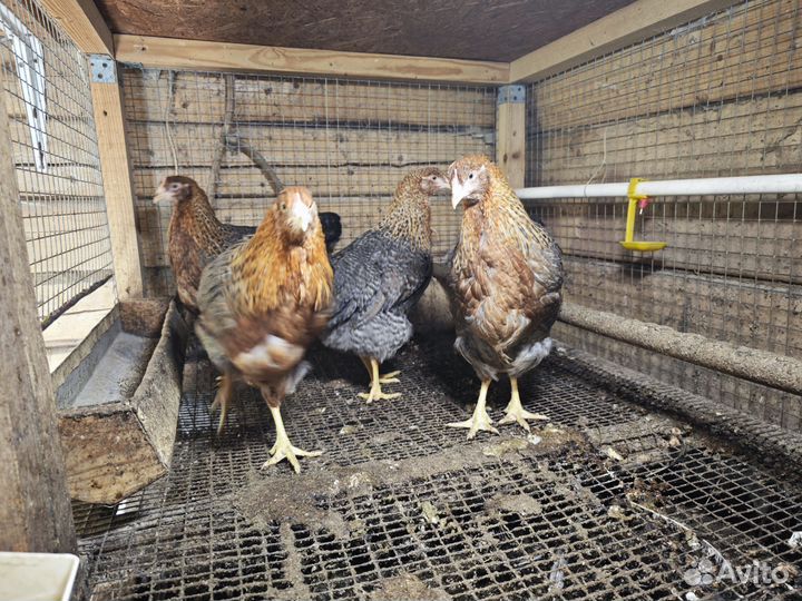 Куры цыплята