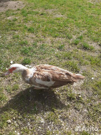 Мускусные утки