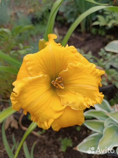 Многолетние растения для сада