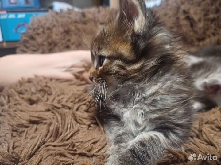 Котята мейн-кун