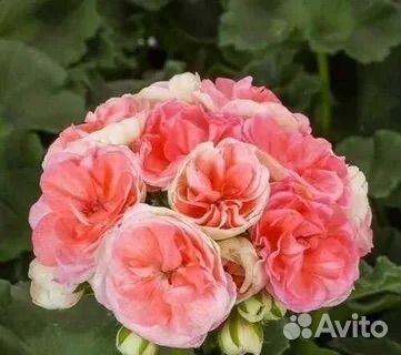 Пеларгония