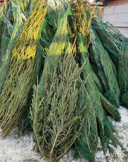 Живая елка оптом