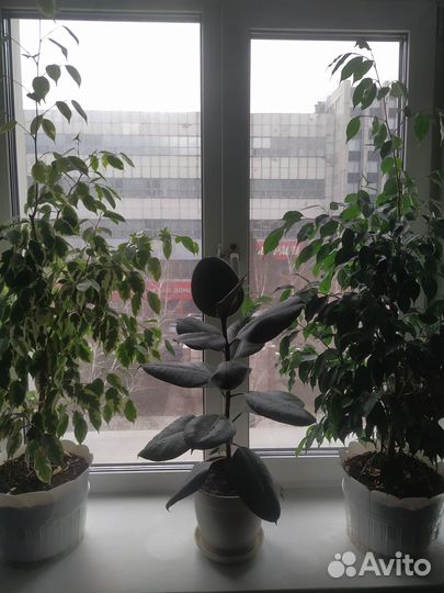 Фикус