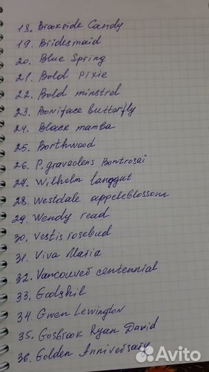 Коллекционные сортовые пеларгонии