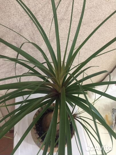 Нолина Бокарнея с деткой