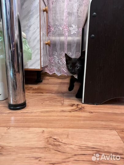 Черный котенок