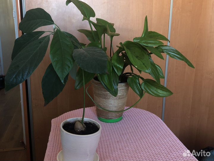 Авокадо в керам.горшке, дримиопсис