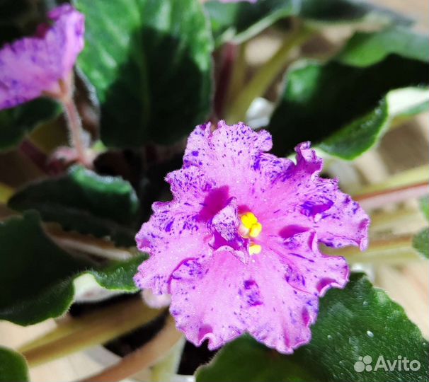 Фиалки разных сортов