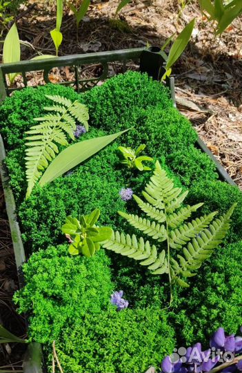 Стабилизированный мох для декора стен