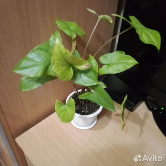 Комнатные цветы