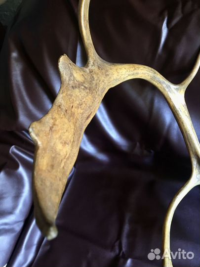 Оленьи рога