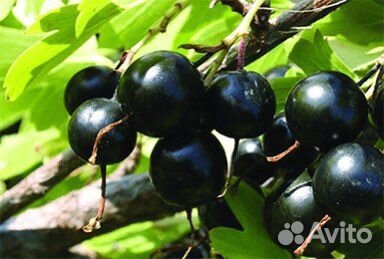 Смородина белая, красная, черная саженцы