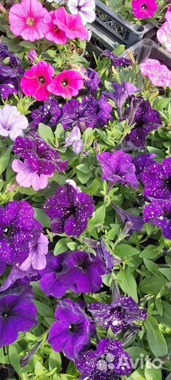 Петуния, рассада однолетников