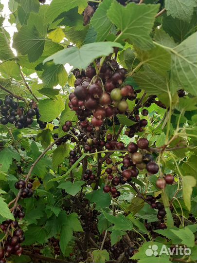 Смородина бклая, чёрная саженцы