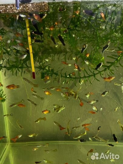 Рыбки для аквариума