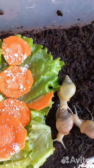 Улитки ахатин фулика