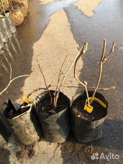 Девичий виноград