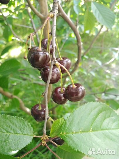 Декоративно-плодовые кустарники