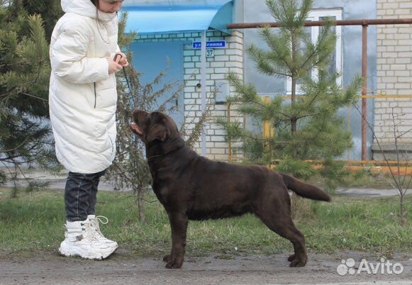 Услуги хендлера