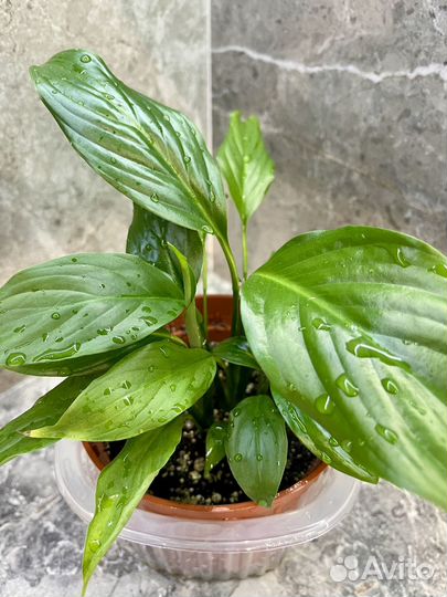 Спатифиллум