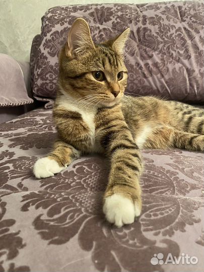 Кошка в дар бесплатно