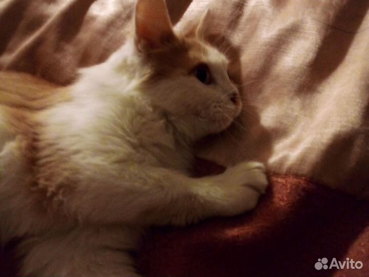 Рыжий котенок мальчик