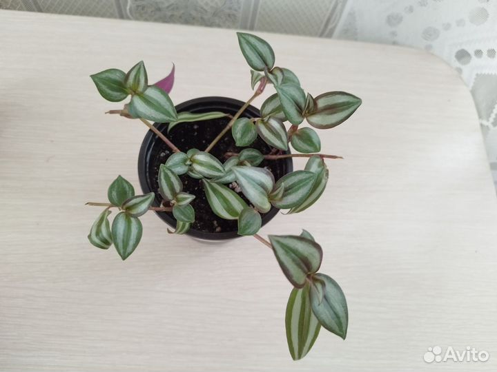 Традесканция